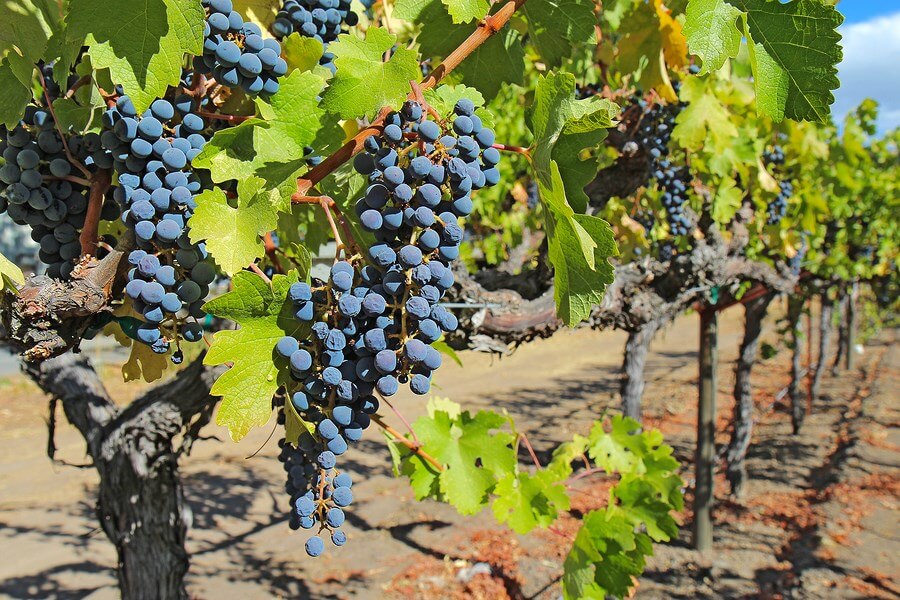 A Complete Guide On Growing Grapes in Kenya