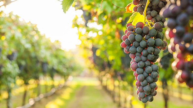 Why farm grapes in Kenya?