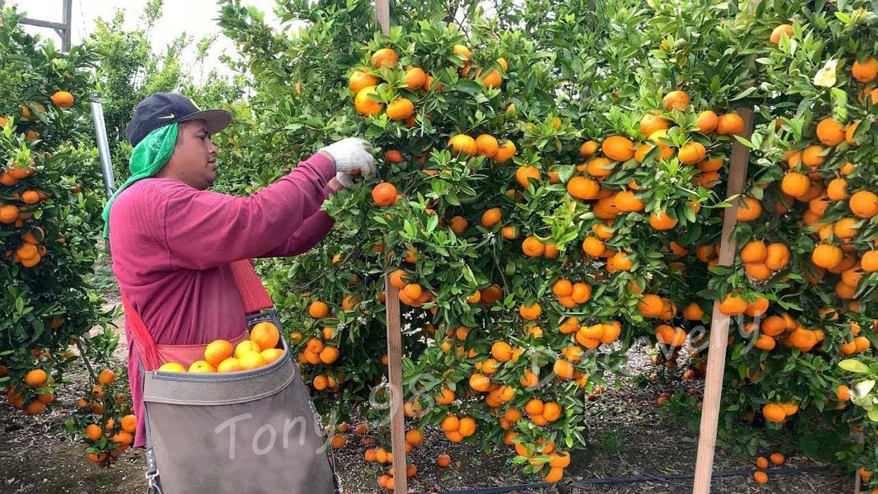 Notes on Citrus Farming In Kenya