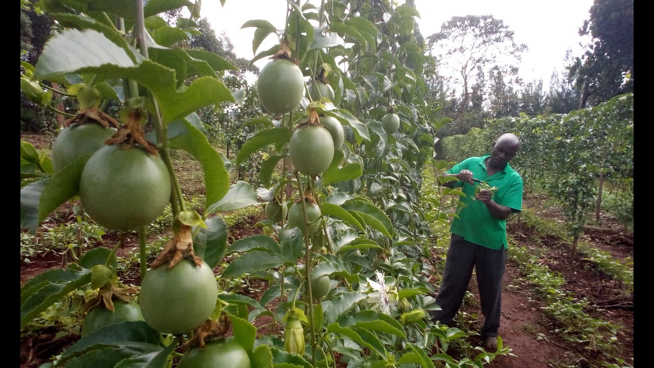 Passion fruit cultivation, a story of a passionate farmer