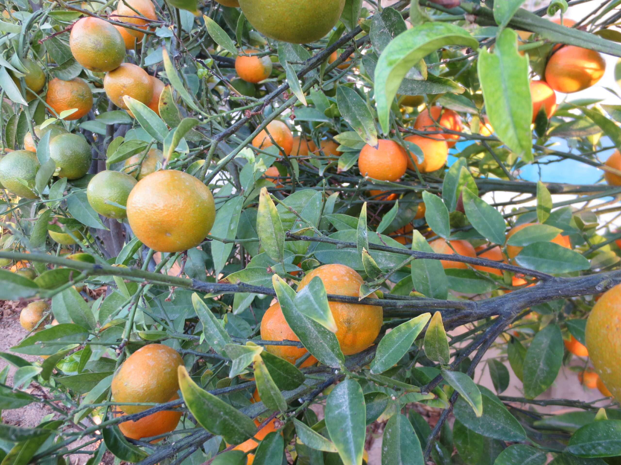 ABCD on Pixie Orange Farming In Kenya