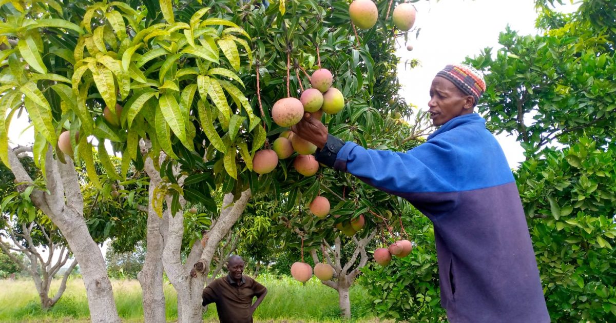 Apple Mango Farming The Right Way