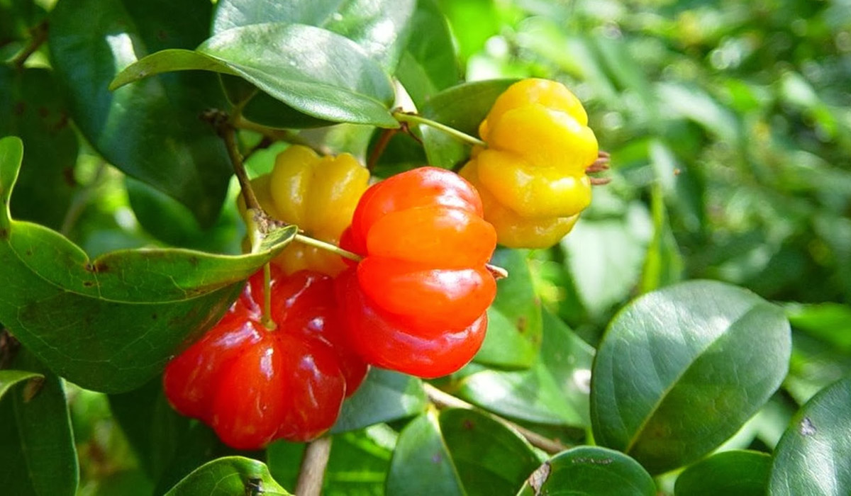 Brazilian Cherry, A Sweet Unspoken Fruit