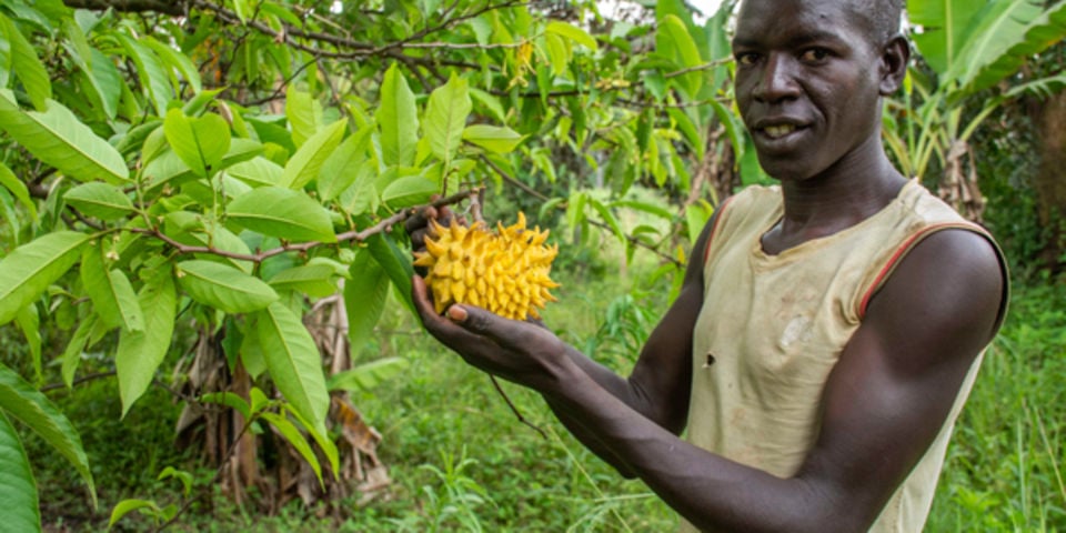 Exotic fruit trees: A rare choice in tree planting – A lesson from Uganda