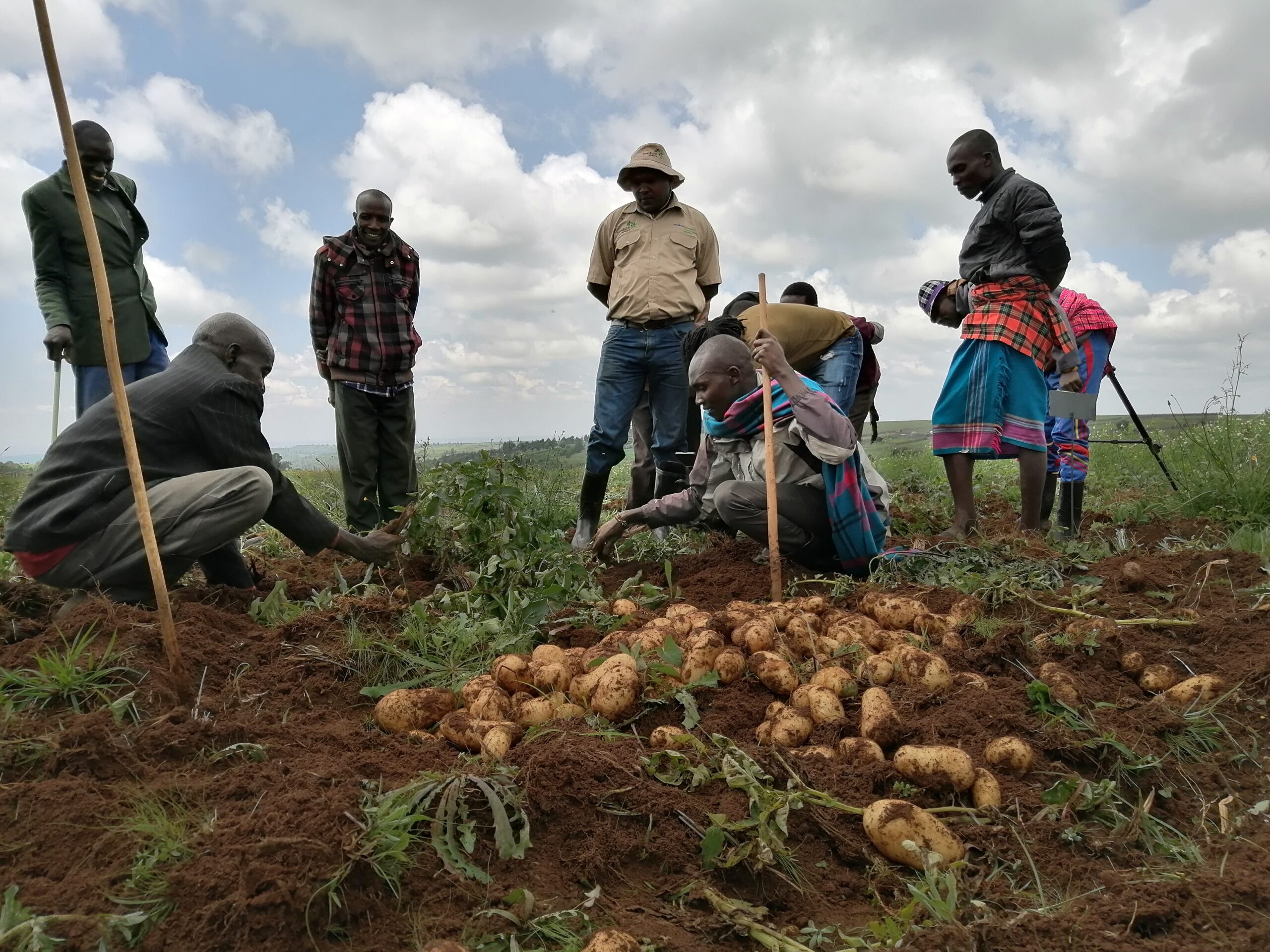 Farmers worried about shortage of certified potato seeds