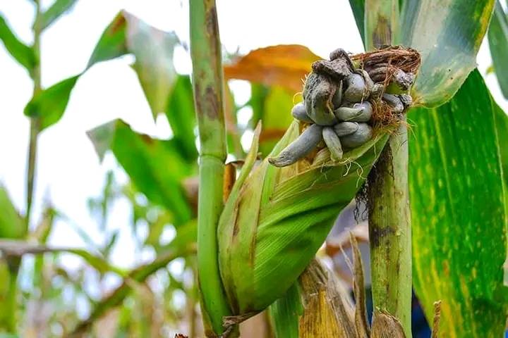 MAIZE SMUT ONE OF THE BIGGEST CHALLENGE IN MAIZE PRODUCION, ITS CHARACTERISTICS AND CONTROL