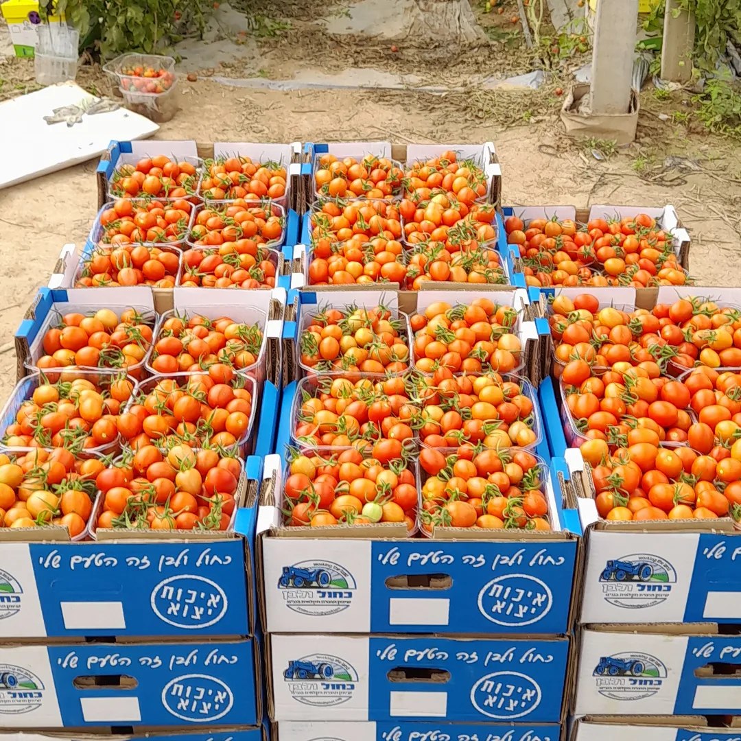 FACTORS TO CONSIDER BEFORE STARTING A TOMATOES FARM