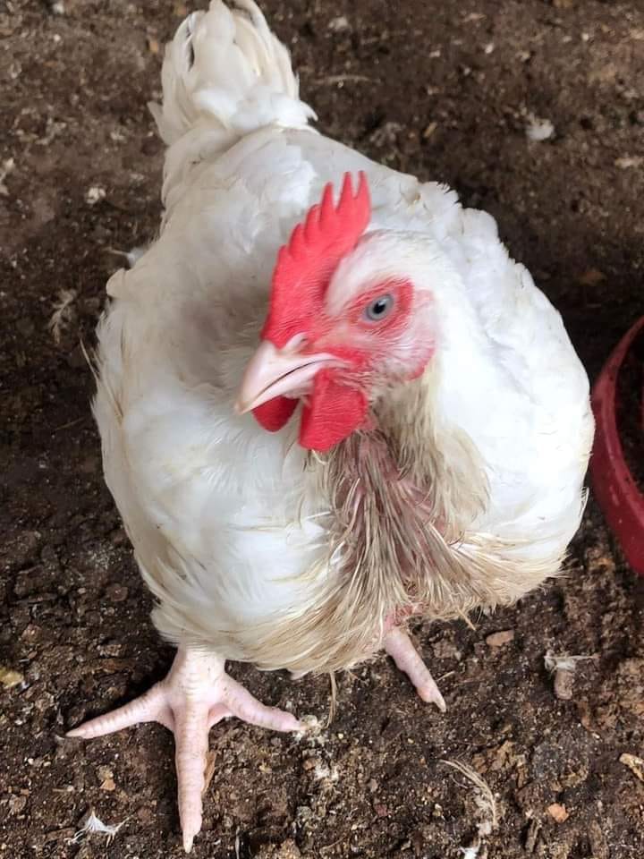 WHY DO BROILERS DIE WITHOUT ANY SYMPTOMS AFTER 9 WEEKS OLD?