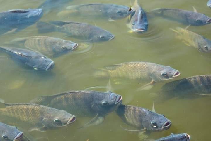 Step by step procedure of starting a fish farm