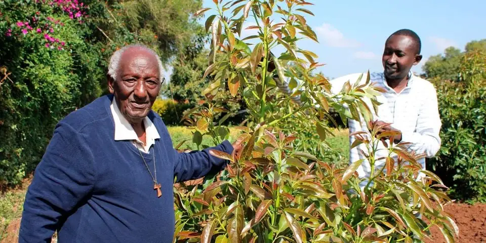 Age is Just a Number: Success Story of Mzee William Chiira Hass Avocado Farm