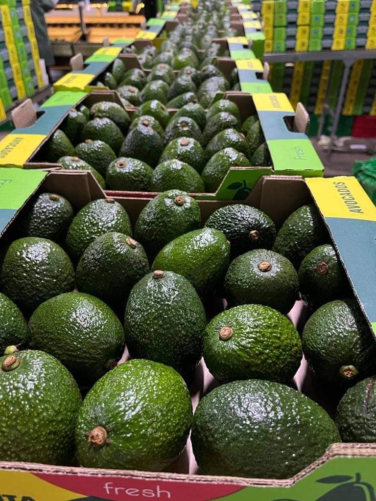 Moroccan avocado campaign ends ahead of schedule, all volumes sold out