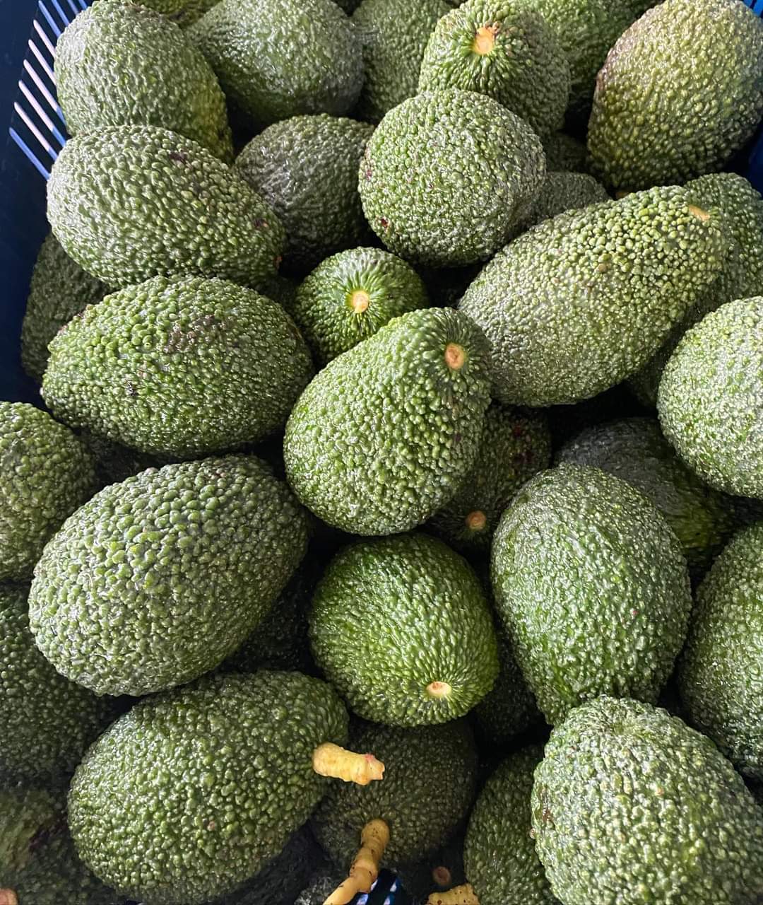 An expert view of avocado market and exclusive interview with industry expert as the season for hass avocados  begin in kenya