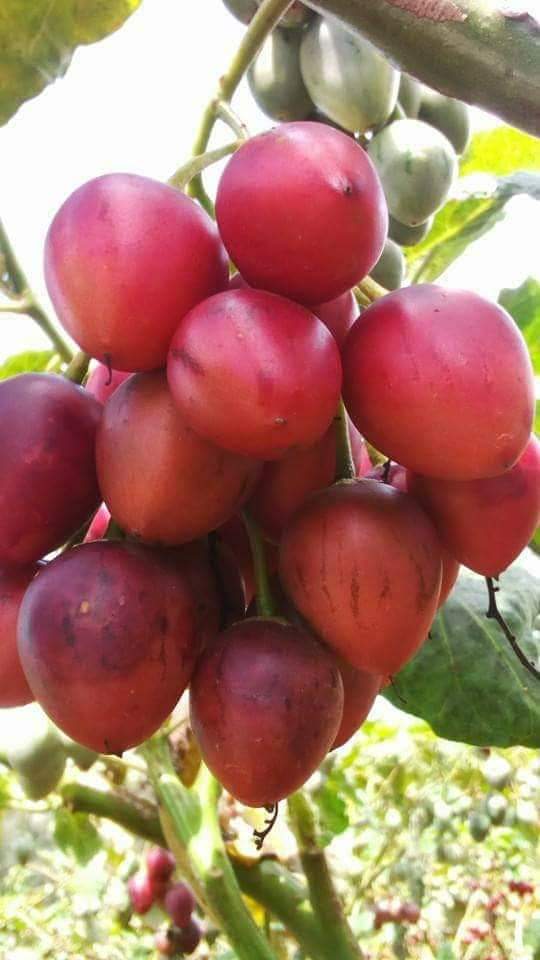 TREE TOMATOES GROWING IN KENYA, GROWING MANUAL, GROWING AREAS AND CONDITIONS