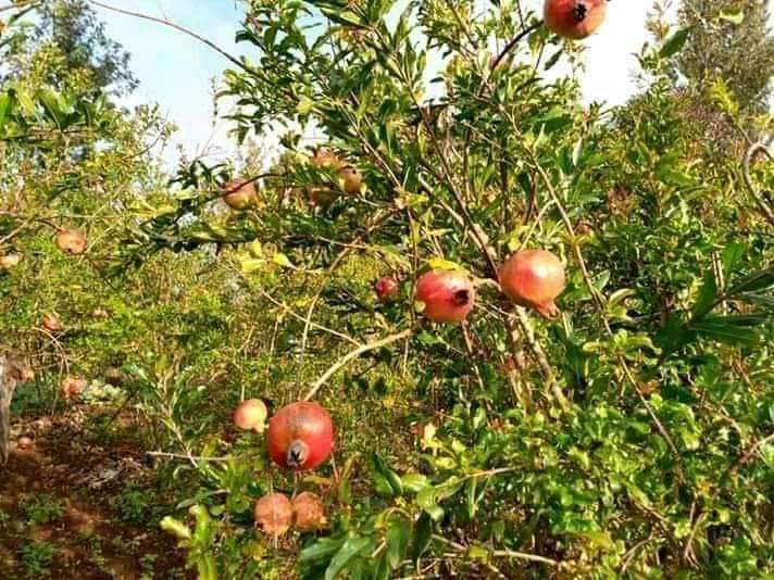 A comprehensive guide on pomegranates growing in kenya