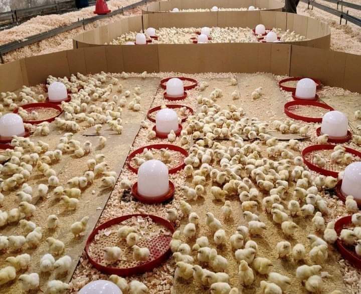 STEP BY STEP GUIDE OF STARTGING A CHICKEN HATCHERY BUSINESS