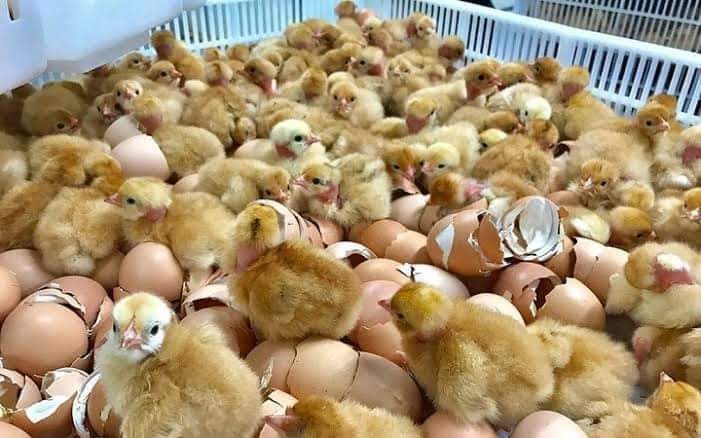 MOST MISTAKES FARMERS MAKE ON ARRIVAL OF DAY OLD CHICKS