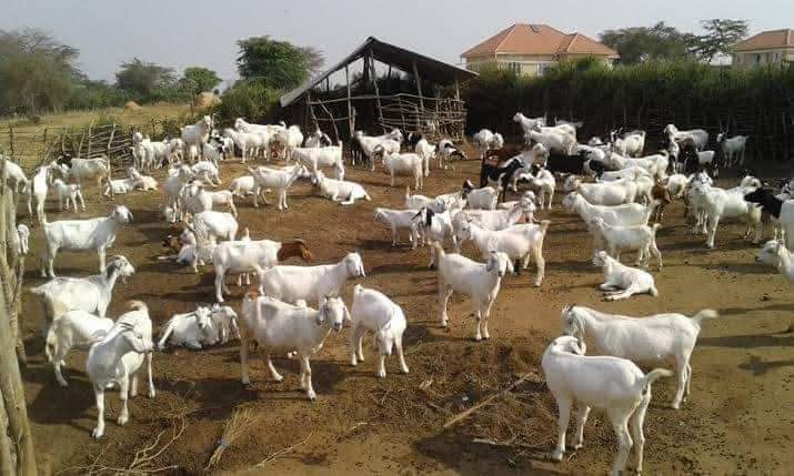 ALL WHAT YOU NEED TO KNOW BEFORE STARTING A GOAT FARM PROJECT
