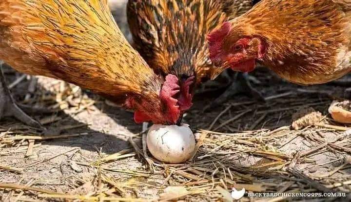 How to stop chicken from eating their eggs: