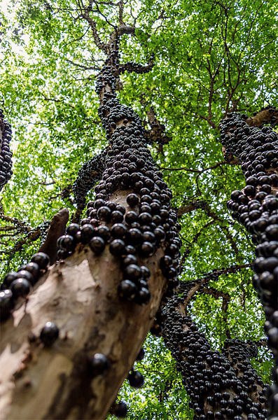A SIMPLE GUIDE ON HOW TO GROW JABOTICABA TREE