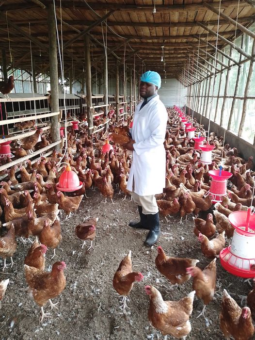 FACTORS TO CONSIDER BEFORE STARTING A LAYERS CHICKEN FARM