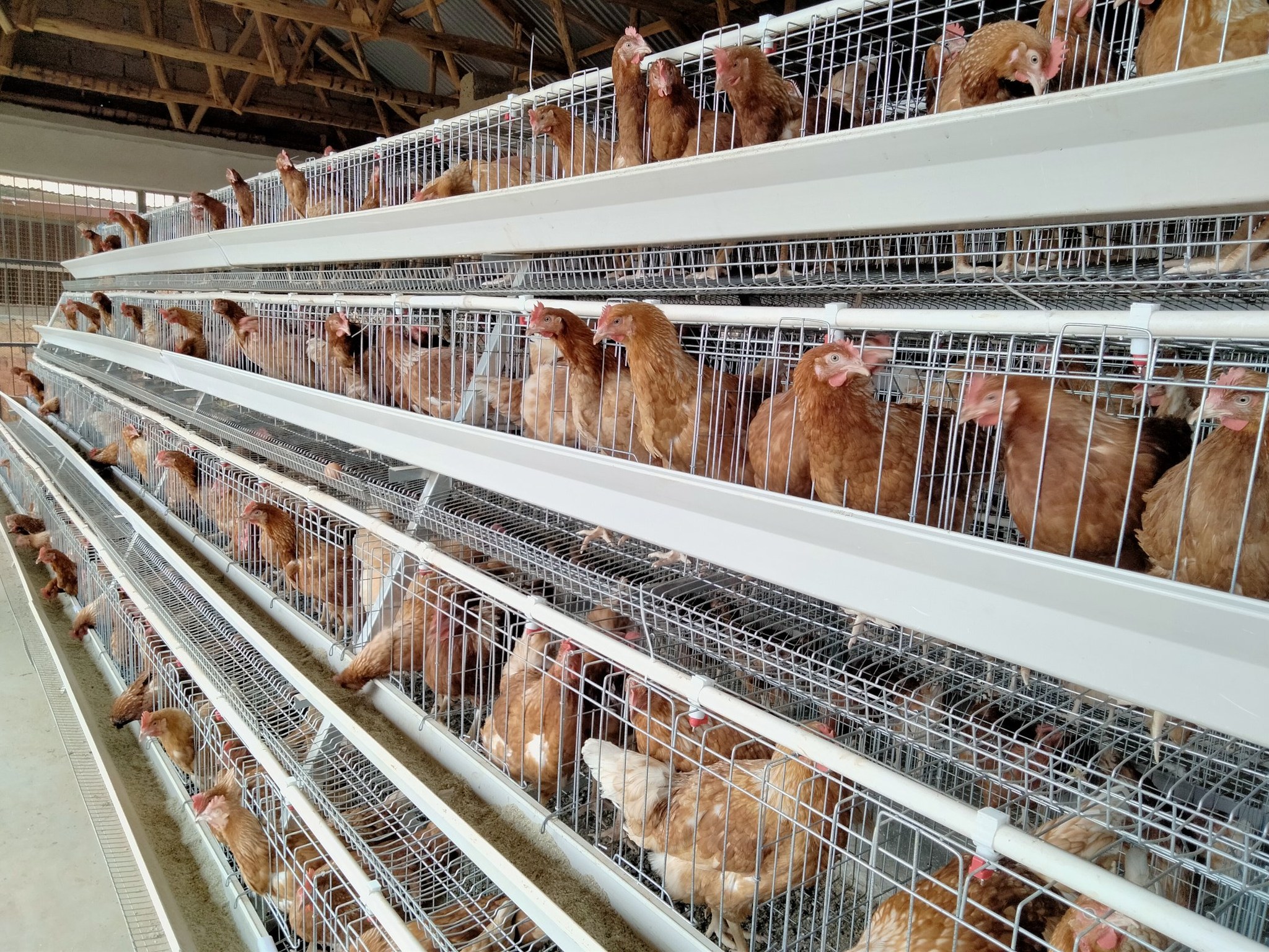 AN OVERVIEW OF OPEN HOUSE BATTERY CAGE SYSTEM, CHARACTERISTICS AND ADVANTAGES IN MODERN CHICKEN REARING
