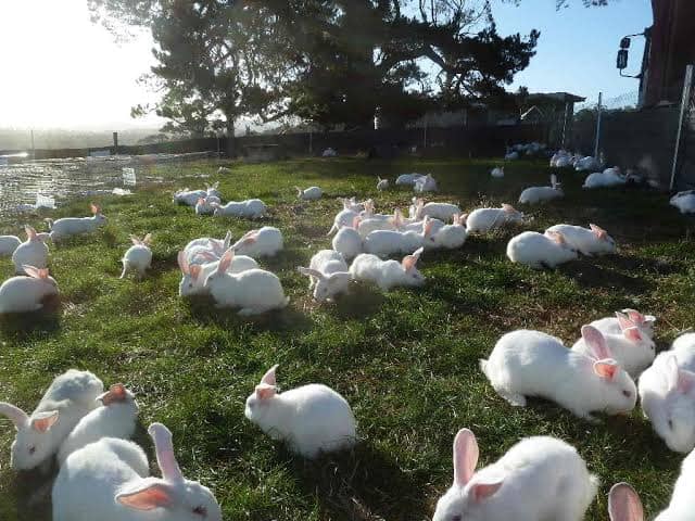 CURRENT STATE OF RABBIT FARMING IN KENYA