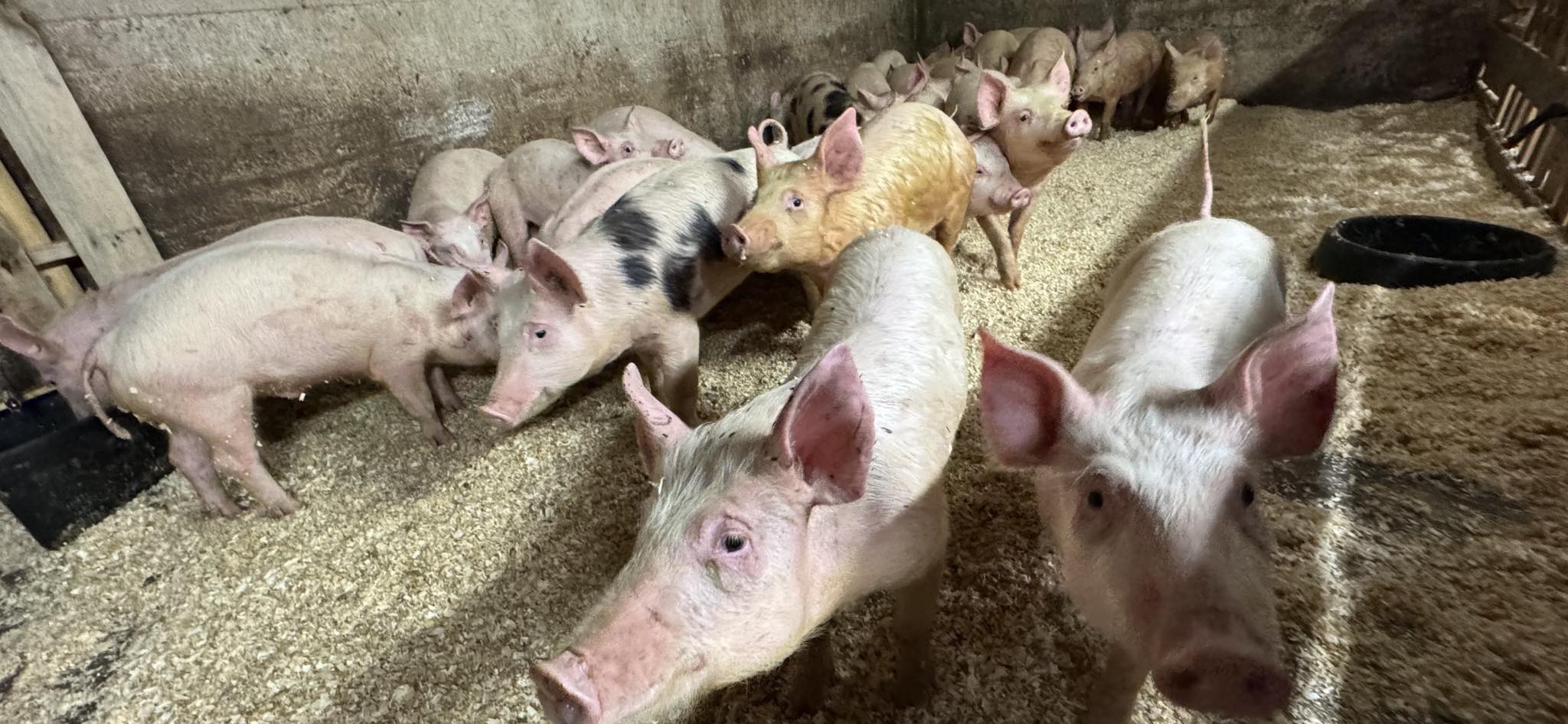 THINGS YOU NEED TO KNOW FOR A SUCCESSFUL PIG FARMING