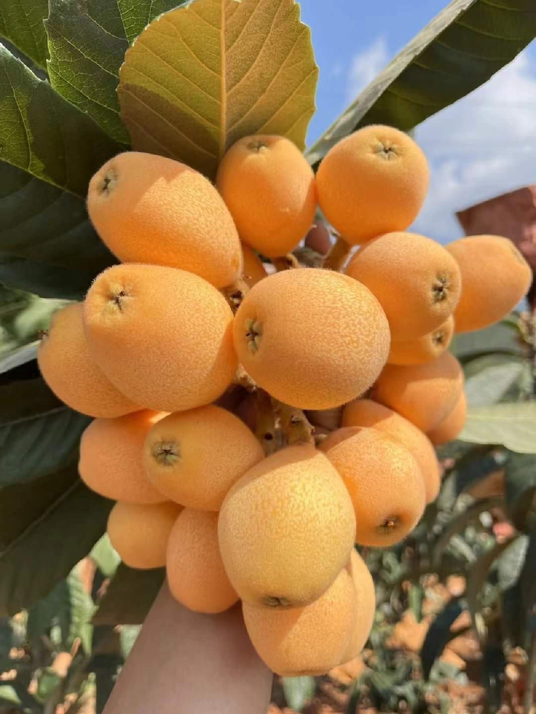 EXTENSIVE GUIDE ON GROWING LOQUATS, GROWING AREAS, CONDITIONS, PEST AND DISEASES