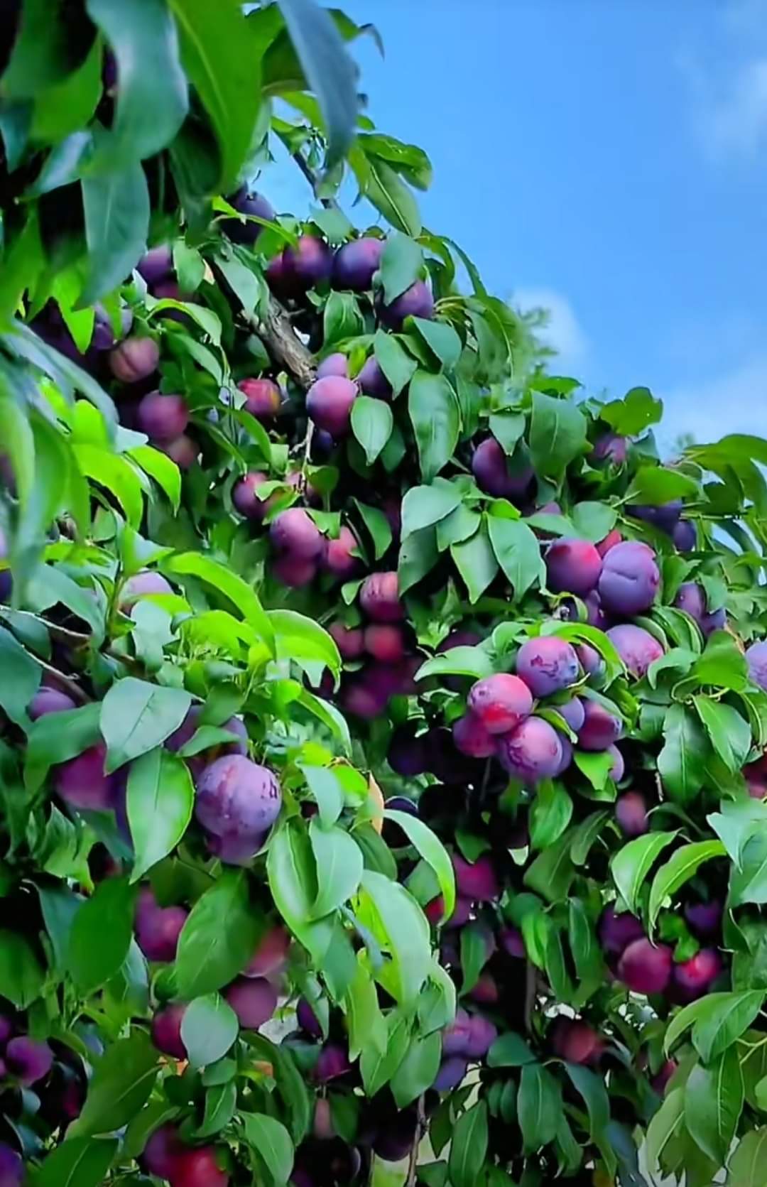 A comprehensive guide on plums growing, growing conditions, health benefits, pest and diseases as well as their control