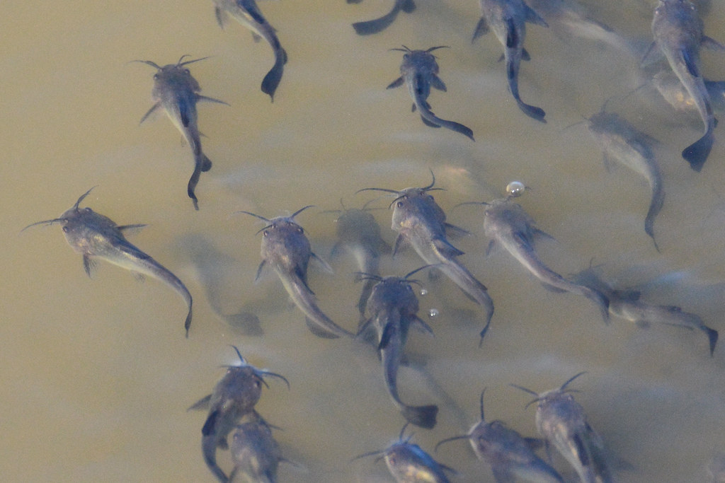 AN OVERVIEW ON FISH FARMING IN KENYA