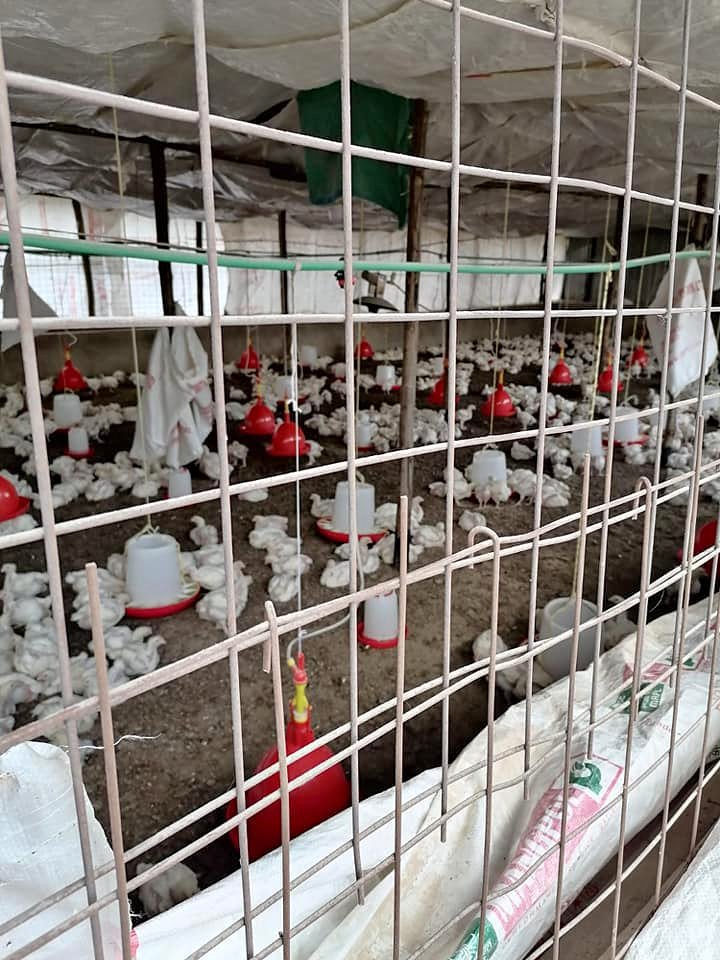 OVERVIEW OF BROILER CHICKEN FARMING