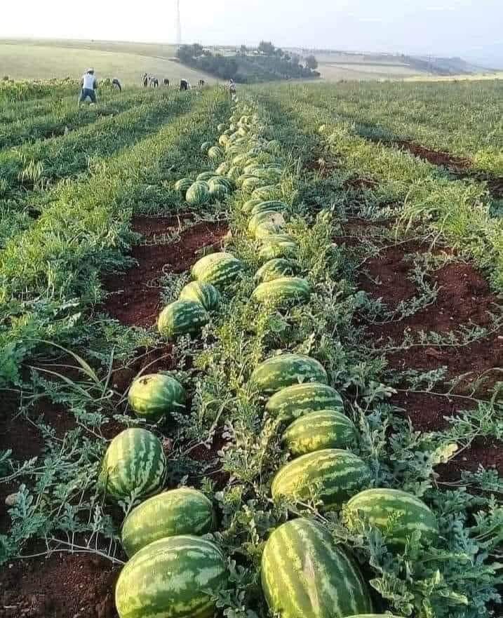 STEP BY STEP GUIDE ON GROWING WATER MELONS