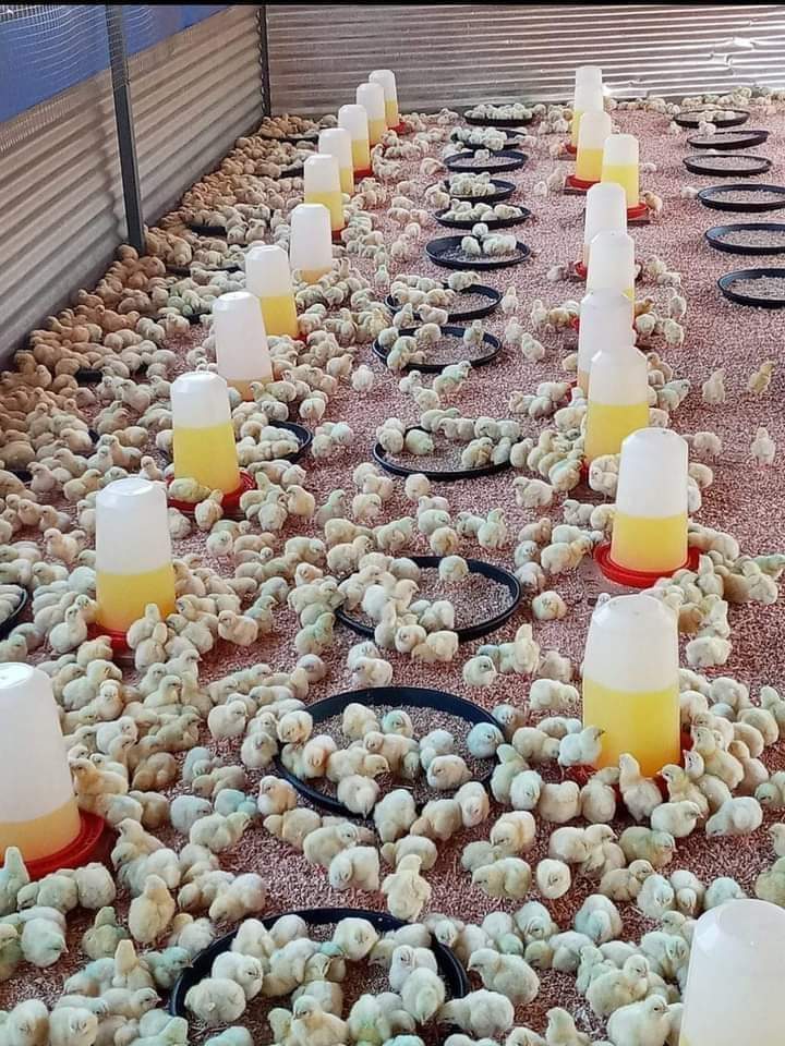 A COMPLETE GUIDE OF RAISING DAY OLD CHICKS TO GROWERS